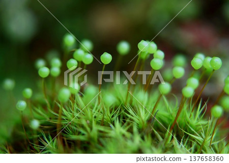 Tama-chan from Satoyama 137658360