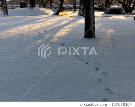 Footprints left in the snow, illuminated by the morning sun Footprints left in the snow, illuminated by the morning sun 137658364