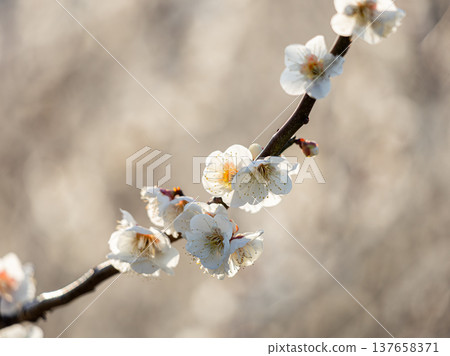 陽光下的白色梅花 陽光下的白色梅花 137658371