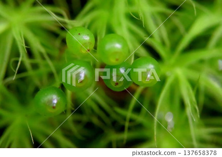 來自里山的Tama-chan 137658378