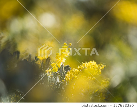 含羞草花 含羞草花 137658380