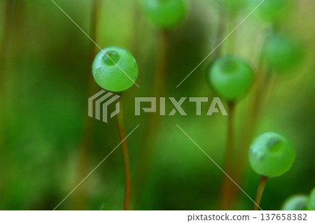 Tama-chan from Satoyama 137658382