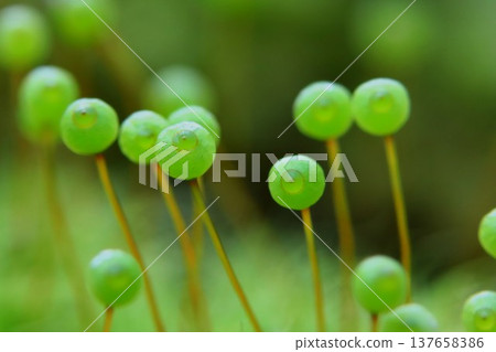 Tama-chan from Satoyama 137658386