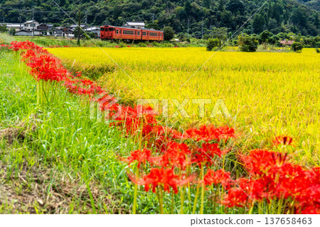 A KiHa 40 series "Tarako" train bound for Tsuyama Station on the Tsuyama Line runs through the autumn countryside in Kume-minami-cho, Kume-gun, Okayama Prefecture. 137658463