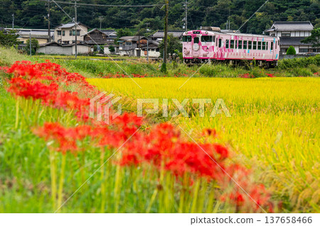 SAKU-BISAKU-RAKU 3 是一列開往津山線津山站的觀光列車，它穿過岡山縣久米郡久米南町的秋日鄉村。 137658466