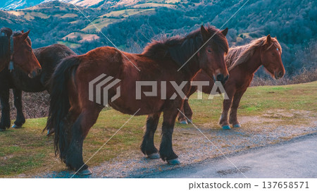 Group of beautiful brown wild horses standing on a mountain roadside at sunset, majestic domestic animals in a rural highland landscape with rolling hills and forest on the background Group of beautiful brown wild horses standing on a mountain roadside at sunset, majestic domestic animals in a rural highland landscape with rolling hills and forest on the background 137658571