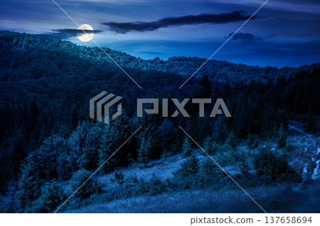 coniferous forest on a steep hillside meadow in summer at night. mountain landscape in full moon light. beautiful nature scenery. mysterious green environment open vista with fir trees near pasture 137658694