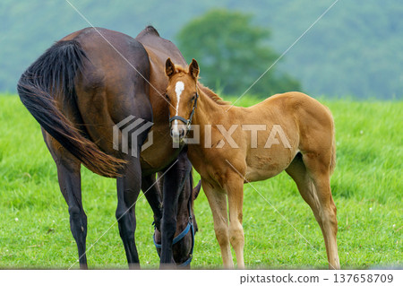 A thoroughbred horse standing in a pasture in the Hidaka region of Hokkaido. A thoroughbred horse standing in a pasture in the Hidaka region of Hokkaido. 137658709