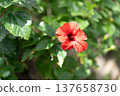 紅色木槿花 137658730