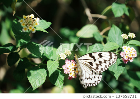 A butterfly resting on a pink flower A butterfly resting on a pink flower 137658731