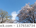 天空、雲朵，還有那棵開始冒出葉子的櫻花樹。 137658734