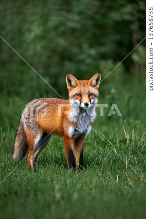 Wild fox standing on the grass 137658738