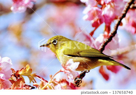 兩隻日本繡眼鳥飛向了河津櫻花。 兩隻日本繡眼鳥飛向了河津櫻花。 137658740