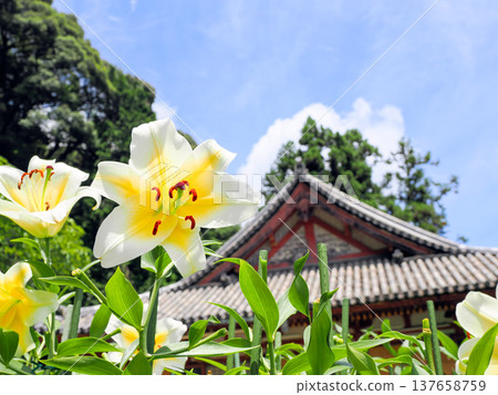 【奈良縣】大和郡山市松尾寺院內盛開的卡薩布蘭卡花（攝於2024年7月17日） 137658759