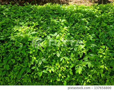 These are azalea leaves in summer. These are azalea leaves in summer. 137658800
