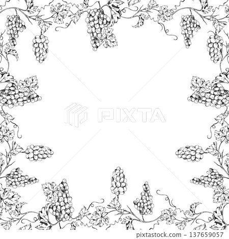 Botanical grapevine square frame with intertwined tendrils, leaves and grape bunches on curling creepers. Hand drawn ink vector illustration. Vineyard weddings, wine packaging, menu cover borders. 137659057