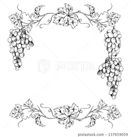 Spreading vineyard frame with stylized grapevine branches, hanging full grape berry clusters, botanical sketch. Vector illustration hand drawn in ink. Wine festivals, stationery, farmers market logos 137659059