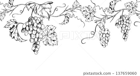 Continuous grapevine banner featuring elegant grape bunches and curling tendrils in a linear rhythm. Seamless ink vector illustration. Hand drawn for wine branding, digital headers, editorial layouts. 137659060