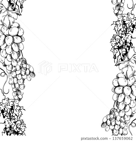 Natural grapevine seamless banner featuring flowing tendrils and ripe detailed grapes. Vector ink illustration. Hand drawn for website decoration headers, packaging borders, winery print design. Natural grapevine seamless banner featuring flowing tendrils and ripe detailed grapes. Vector ink illustration. Hand drawn for website decoration headers, packaging borders, winery print design. 137659062