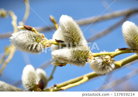 Pussy willow branches on blue sky background. springtime.    137659214