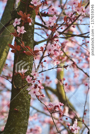巴黎的黑櫻桃樹(Prunus cerasifera Nigra)開花:早春的街道樹木,3月。 巴黎的黑櫻桃樹(Prunus cerasifera Nigra)開花:早春的街道樹木,3月。 137659346