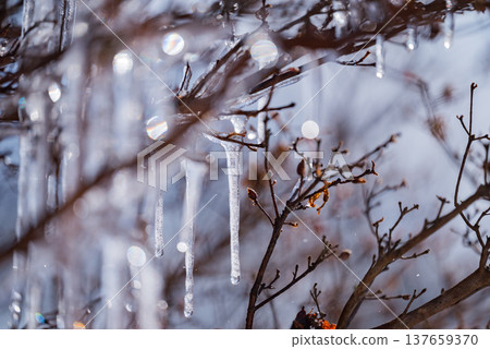 Icicles shining in the light [Nagano Prefecture] 137659370