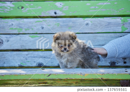 A teenage girl playing with a cute Pomeranian puppy in a park on a sunny spring day. 137659381