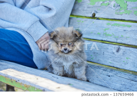 A teenage girl playing with a cute Pomeranian puppy in a park on a sunny spring day. 137659466
