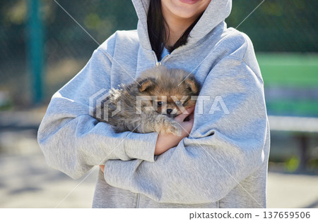 在一個陽光明媚的春日，一位少女在公園裡和一隻可愛的博美幼犬玩耍。 137659506