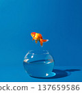 Goldfish jumping out of a bowl against a blue background with clear water below 137659586
