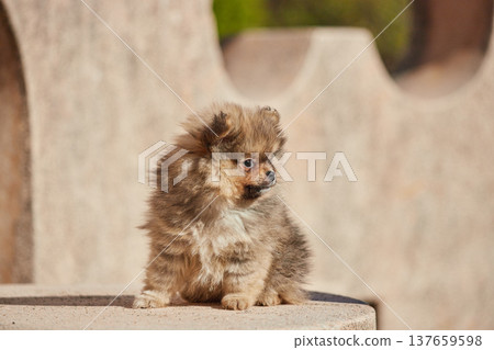 春天公園裡一隻可愛的博美幼犬。 137659598