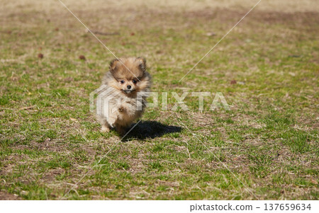 A Pomeranian puppy happily playing in a park in springtime. 137659634
