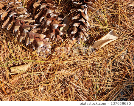 Brown pine needles and pine cones 137659680