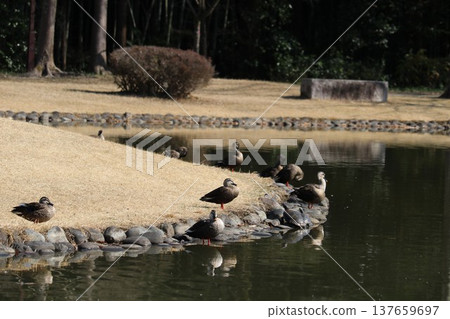 Waterfowl leisurely enjoying themselves in a tranquil early spring park. Waterfowl leisurely enjoying themselves in a tranquil early spring park. 137659697