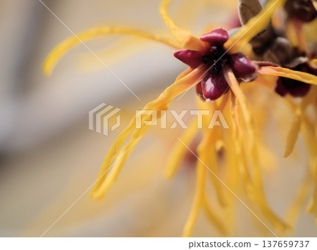 在三月的一個陽光燦爛的日子裡，金縷梅‘艾琳娜’盛開了可愛的黃色花朵。 137659737