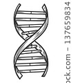 DNA Double Helix Genetic Structure raster 137659834