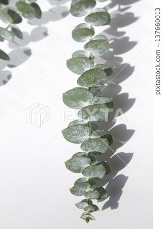 Eucalyptus leaves on a white background 137660013