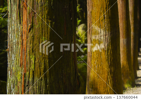 It's a forest with oak trees. 137660044