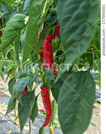 This is a field where red peppers are ripening. This is a field where red peppers are ripening. 137660081