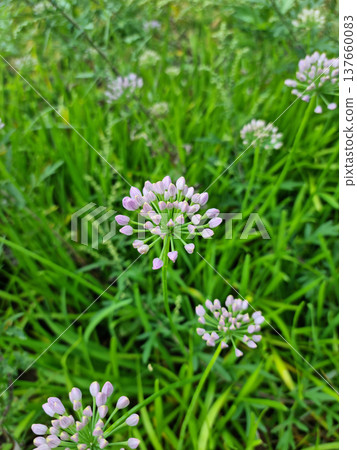 it is Chives with Flowers.  137660083