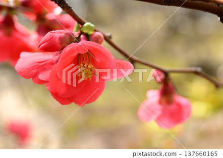 紅色花花花 紅色花花花 137660165