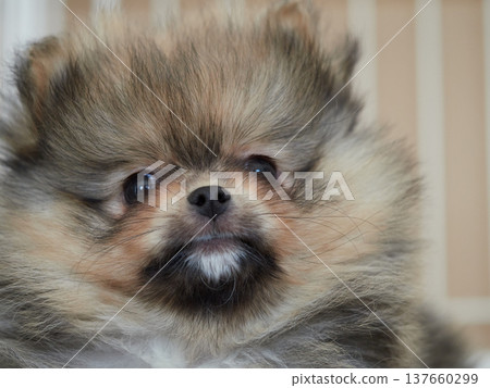 一隻可愛的博美幼犬在客廳裡快樂地玩耍 137660299