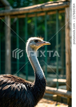 Close-up of an ostrich at the zoo 137660364