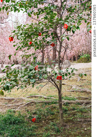 Camellias blooming against a background of plum blossoms 137660365