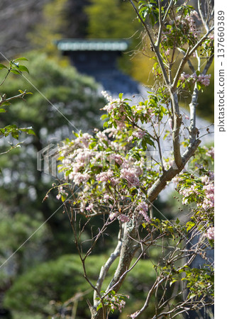鎌倉 2535、高德寺 2、日本仙女座、 137660389