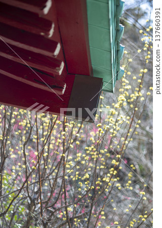 鎌倉 2535 三則寺 12 山莊 137660391