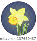 Illustration of a trumpet daffodil with a circular background 137660437