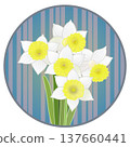 Illustration of a trumpet daffodil with a circular background 137660441