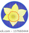 Illustration of a trumpet daffodil with a circular background 137660444