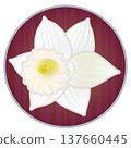 Illustration of a trumpet daffodil with a circular background 137660445